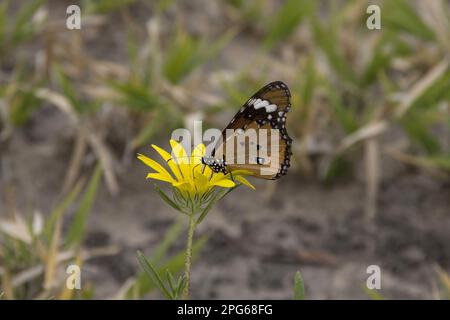 Small Monarchnic Monarch, Common Tiger, Other animals, Insects, Butterflies, Animals Monarch butterfly, BOtswana Stock Photo