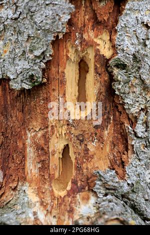 Great spotted woodpecker (Dendrocopos major), destroyed tree, Europe, Germany Stock Photo