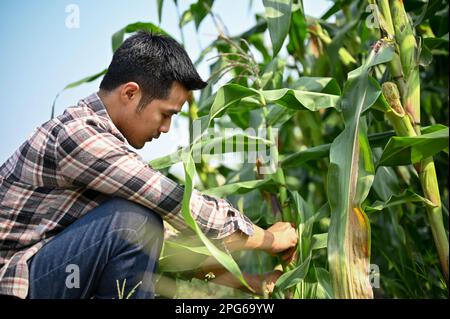 Young Asian farmer checking and harvesting the corn at his farm. Stock Photo