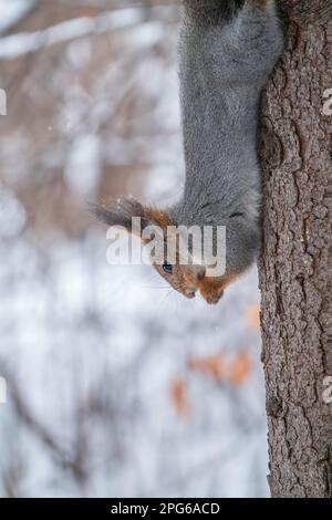 A squirrel sits upside down on a tree in winter and eats a nut. Eurasian red squirrel, Sciurus vulgaris Stock Photo