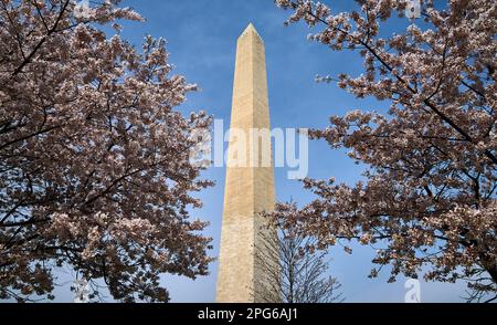 WASHINGTON, D.C., USA - MARCH 20, 2023: The Cherry Trees are blooming on the first day of Spring on March 20, 2023 in Washington, D.C., United States. Stock Photo