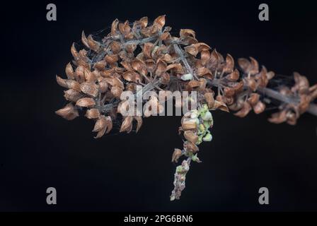 close shot of the dried Lamiaceae stalk shrub flower Stock Photo