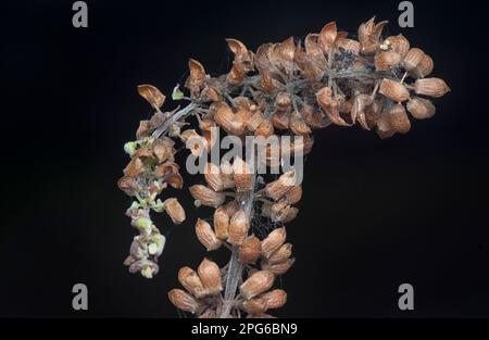 close shot of the dried Lamiaceae stalk shrub flower Stock Photo