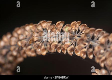 close shot of the dried Lamiaceae stalk shrub flower Stock Photo