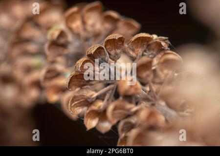 close shot of the dried Lamiaceae stalk shrub flower Stock Photo