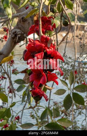 Bombax ceiba, Malabar Silk-cotton Tree Stock Photo