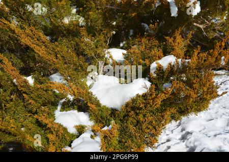 Juniperus virginiana tree with male cones covered snow. Stock Photo