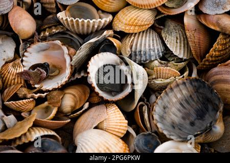 Thousands of shells lying around on the beach near Cape d'Agde, France Stock Photo