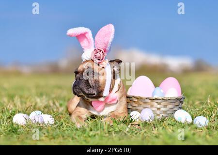 French Bulldog dog with rabbit costume ears next to easter eggs Stock Photo