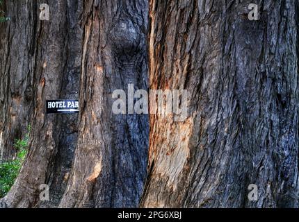Old Eucalyptus trees with hotel sign on the main street of Stormsriver Village. Stock Photo