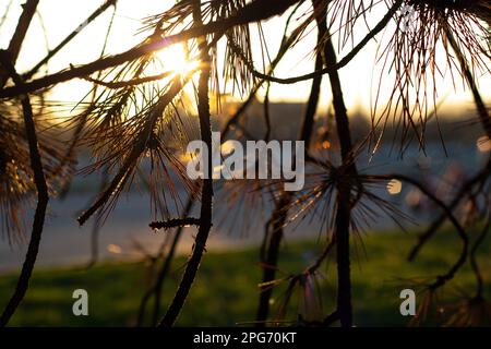 coniferous trees in parks in the sun in Ukraine Stock Photo