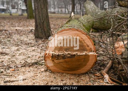 logs of a sawn large tree are lying on the ground. view on a slice. Stock Photo