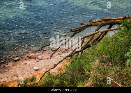Baltic Sea coast from top of seaside cliff with dead fallen tree facing the beach and water in Gdynia, Poland. Stock Photo