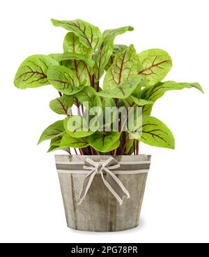 Red veined sorrel plant in  vase isolated on white Stock Photo