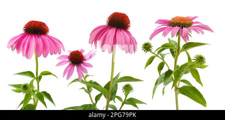 Pink echinacea flowers isolated on white background Stock Photo