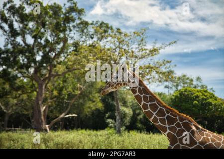 Half body close up of free running young giraffe, trees in background. Stock Photo