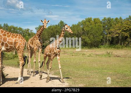 Full body shots of free running young giraffes on a green meadow, trees in the background. Stock Photo