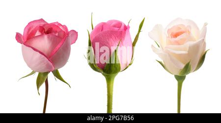 Rose buds  isolated  on white background Stock Photo