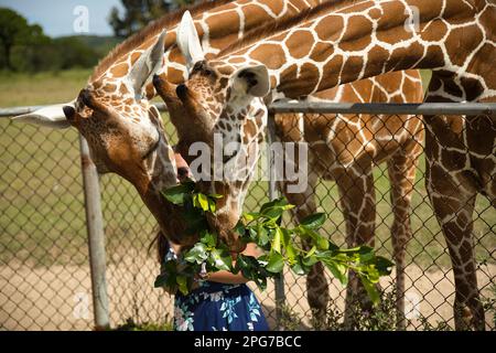 Close up of two giraffes being fed and stretching their necks down. Stock Photo