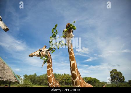 Close-up of two giraffes eating together on a branch, with a bright blue sky in the background. Stock Photo