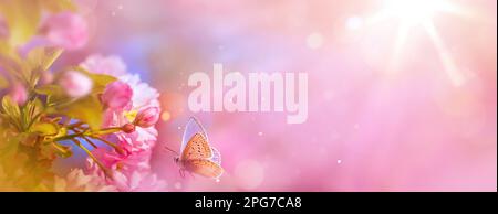 Panoramic Design of Flowering Cherry Branches and Fly Butterfly on a Sunny Spring Garden Background with copy space: Easter Springtime Concept with co Stock Photo