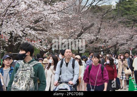 Tokyo, Japan. 21st Mar, 2023. A Gucci luxury goods boutique. Sure, here is  a 30-word description of Gucci, including its owner and current CEO:.Gucci  is an Italian luxury fashion house founded in