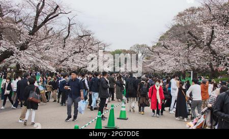 Tokyo, Japan. 21st Mar, 2023. People are seen admire cherry blossoms at the Ueno park in Tokyo on Tuesday, March 21, 2023. Photo by Keizo Mori/UPI Credit: UPI/Alamy Live News Stock Photo