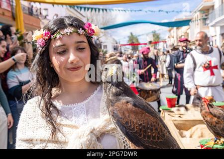Huelva, Spain-March 18, 2023: A Harris's Hawk, Parabuteo unicinctus, used for falconry, in the hand of a young woman parading in the Medieval Discover Stock Photo
