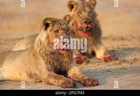 Two blood-covered male lion (Panthera leo) after feeding on a buffalo kill Stock Photo