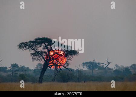 Red glow of the sun setting behind a camelthorn tree in the Savuti savanna Stock Photo