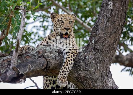 Stock photo of an adult male leopard resting on the branches of a marula tree Stock Photo