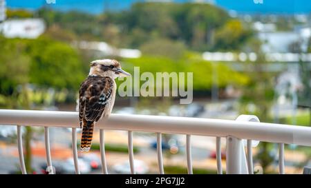 Kookaburra native Australian bird perching on a balcony rail Stock Photo