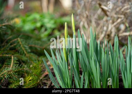 green flower on the ground in spring Stock Photo