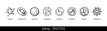 Named different types of blood cells. Microbiology poster for education, classes, biology lessons. Scientific vector illustration in sketch style Stock Vector
