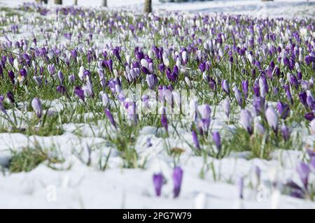 Crocuses and snow on Harrogate Stray in early Spring Stock Photo
