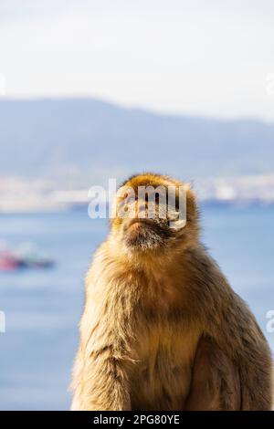 The famous Barbary Macaque of the British Overseas Territory of Gibraltar, the Rock of Gibraltar on the Iberian Peninsula. Stock Photo