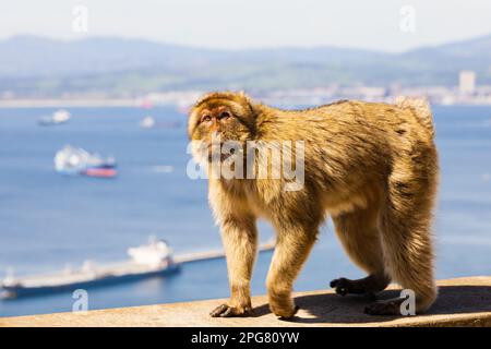 The famous Barbary Macaque of the British Overseas Territory of Gibraltar, the Rock of Gibraltar on the Iberian Peninsula. Stock Photo