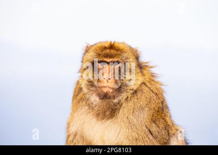 The famous Barbary Macaque of the British Overseas Territory of Gibraltar, the Rock of Gibraltar on the Iberian Peninsula. Stock Photo