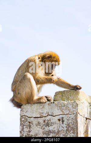 The famous Barbary Macaque of the British Overseas Territory of Gibraltar, the Rock of Gibraltar on the Iberian Peninsula. Stock Photo