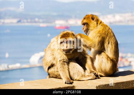 The famous Barbary Macaques grooming. British Overseas Territory of Gibraltar, the Rock of Gibraltar on the Iberian Peninsula. Stock Photo