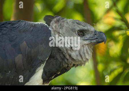 A portrait of a Harpy Eagle on a tree in a forest with a blurry background Stock Photo