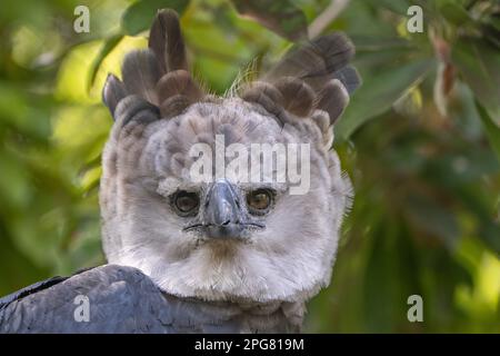 A portrait of a Harpy Eagle on a tree in a forest with a blurry background Stock Photo