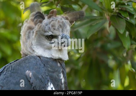 A portrait of a Harpy Eagle on a tree in a forest with a blurry background Stock Photo