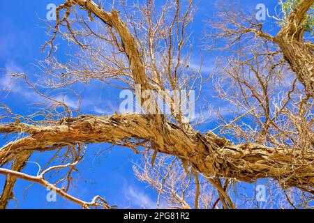 The roots of Lop Nur people can be traced back thousands of years. They depended basically on fishing for their livelihood Stock Photo