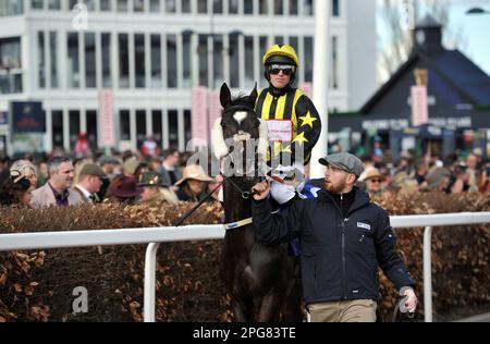 Second race 2.10 The McCoy Contractors County Hurdle   Going down to the start Ganapathi ridden by Alan Doyle    Horse racing at Cheltenham Racecourse Stock Photo