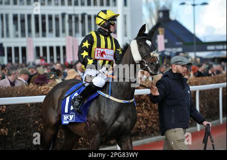Second race 2.10 The McCoy Contractors County Hurdle   Going down to the start Ganapathi ridden by Alan Doyle    Horse racing at Cheltenham Racecourse Stock Photo