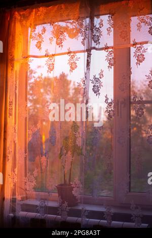 Sunlight falling through a window with a see-through curtain, with a flower in a pot on the windowsill, on a spring evening at sunset. Stock Photo