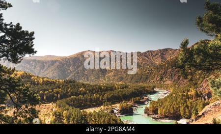 View from the mountain framed by spruce tree branches to the turquoise river Katun among the hills in Altai. Stock Photo