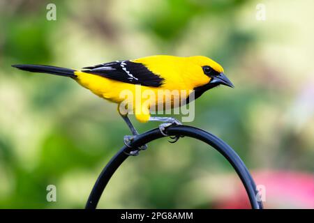 Yellow Oriole bird perched on a black metal post in a tropical garden. Stock Photo
