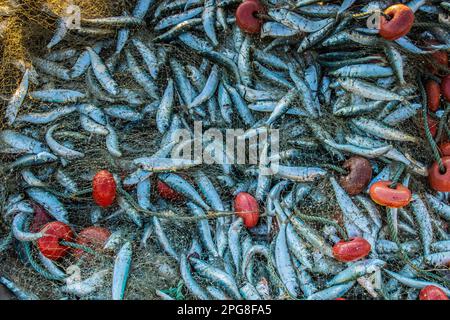 Fish caught in a fishing net Stock Photo